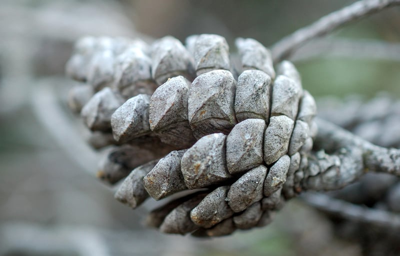 Nature-inspired Ornament
